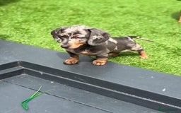 Dachshund dogs for sale: Blue Dapple miniature dachshund - Image 9