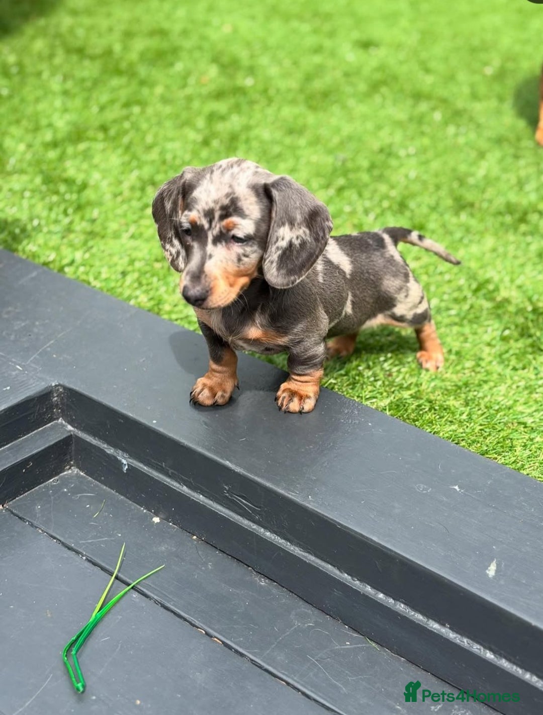 Dachshund dogs for sale: Blue Dapple miniature dachshund - Image 9