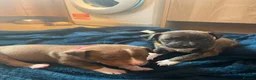 Mixed Breed dogs for sale: 6 puppies for sale, 5 males, 1 female in Dukinfield - Advert 5