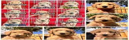 Australian Labradoodle dogs for sale: Super Top Quality Medium Australian Labradoodles - Advert 2