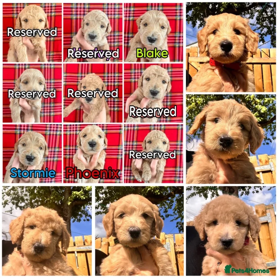 Australian Labradoodle dogs for sale: Super Top Quality Medium Australian Labradoodles - Advert 2