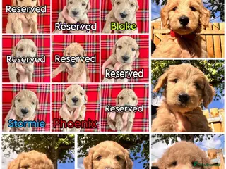 Australian Labradoodle dogs Super Top Quality Medium Australian Labradoodles - Advert 4