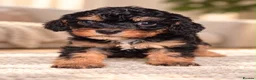 Cavapoo dogs for sale: Minature Cavapoos - Advert 4
