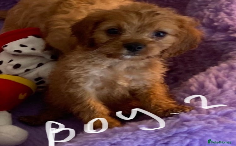 Cavapoo dogs - Advert 1
