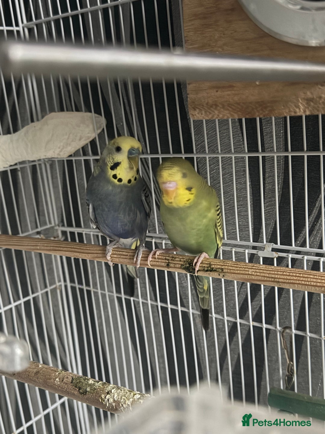 Budgerigars birds for sale: Healthy baby budgies for sale  - Advert 5