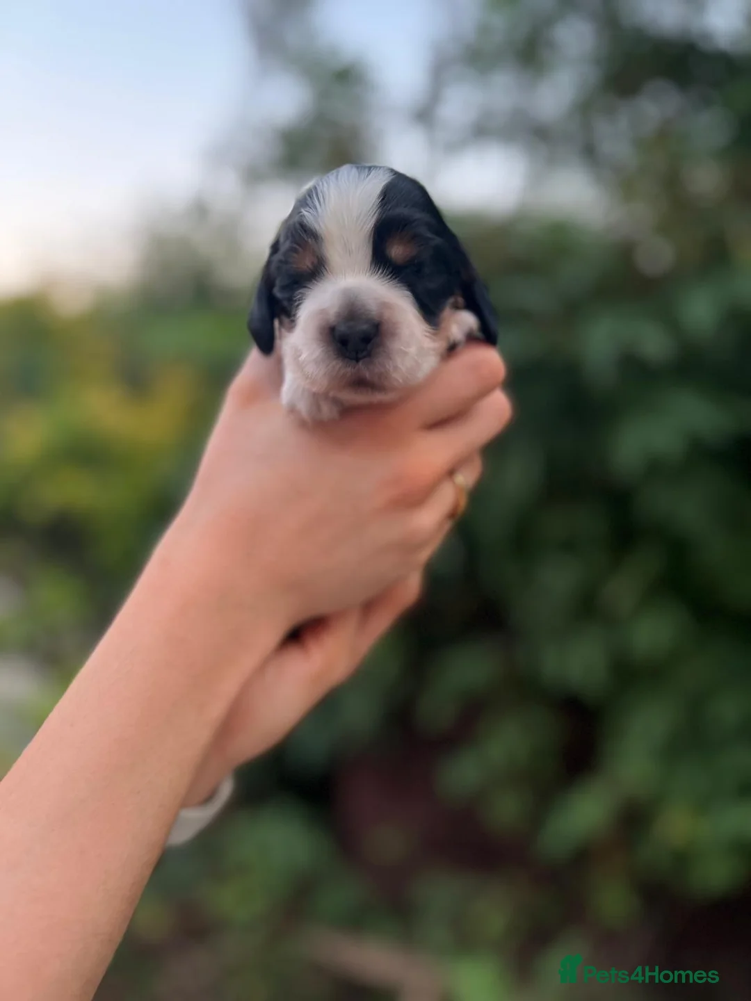 Cocker Spaniel dogs for sale: Outstanding litter  - Advert 10