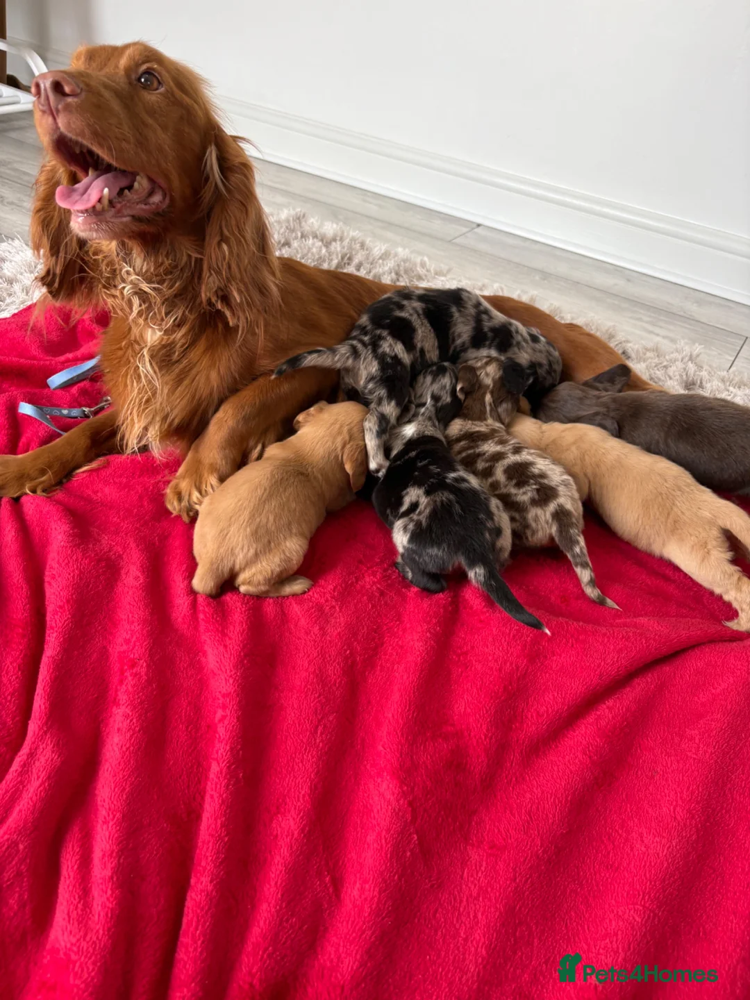 Cocker Spaniel dogs for sale: Cocker spaniel puppies  - Advert 2
