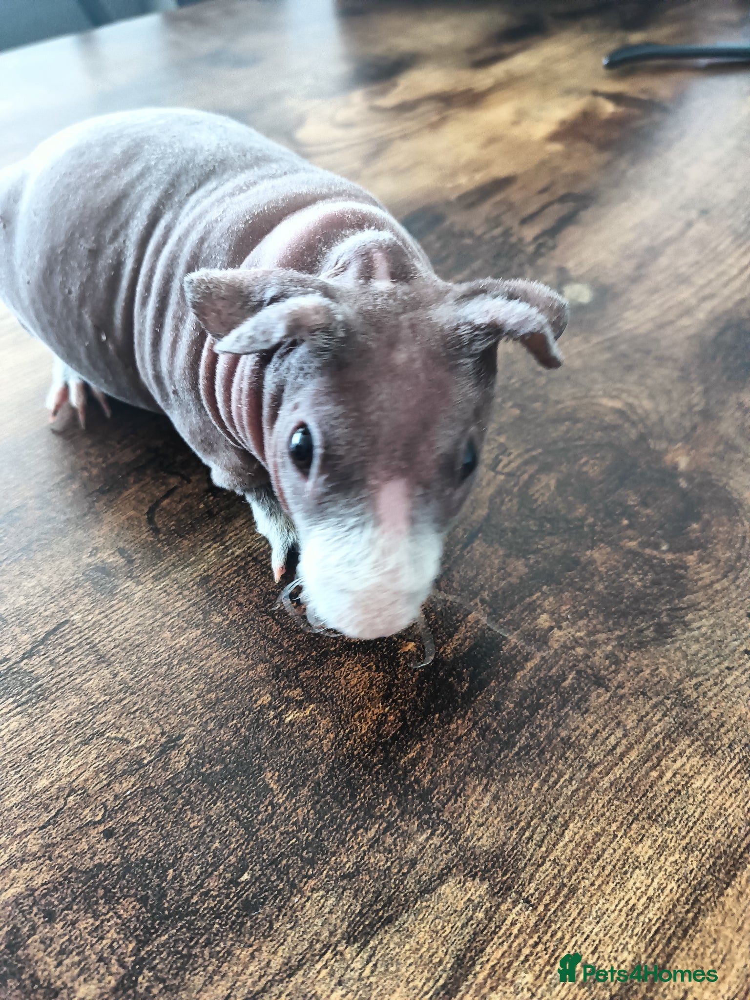 Guinea Pig rodents Skinny pigs  - Advert 2