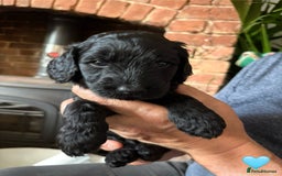 Labradoodle dogs for sale: Labradoodle Puppies 10 weeks 14 Nov 25 - Image 6