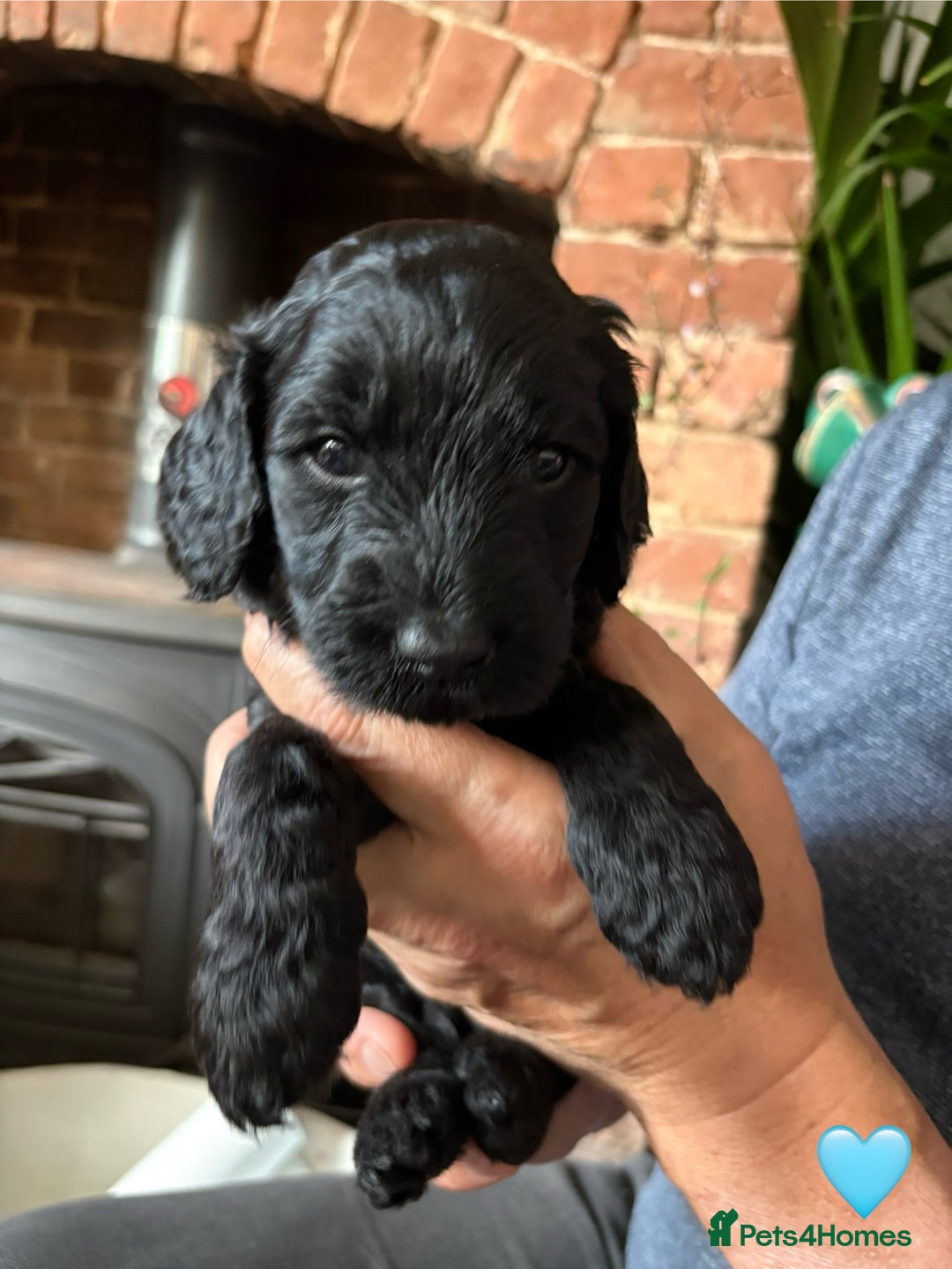 Labradoodle dogs for sale: Labradoodle Puppies 10 weeks 14 Nov 25 - Image 6