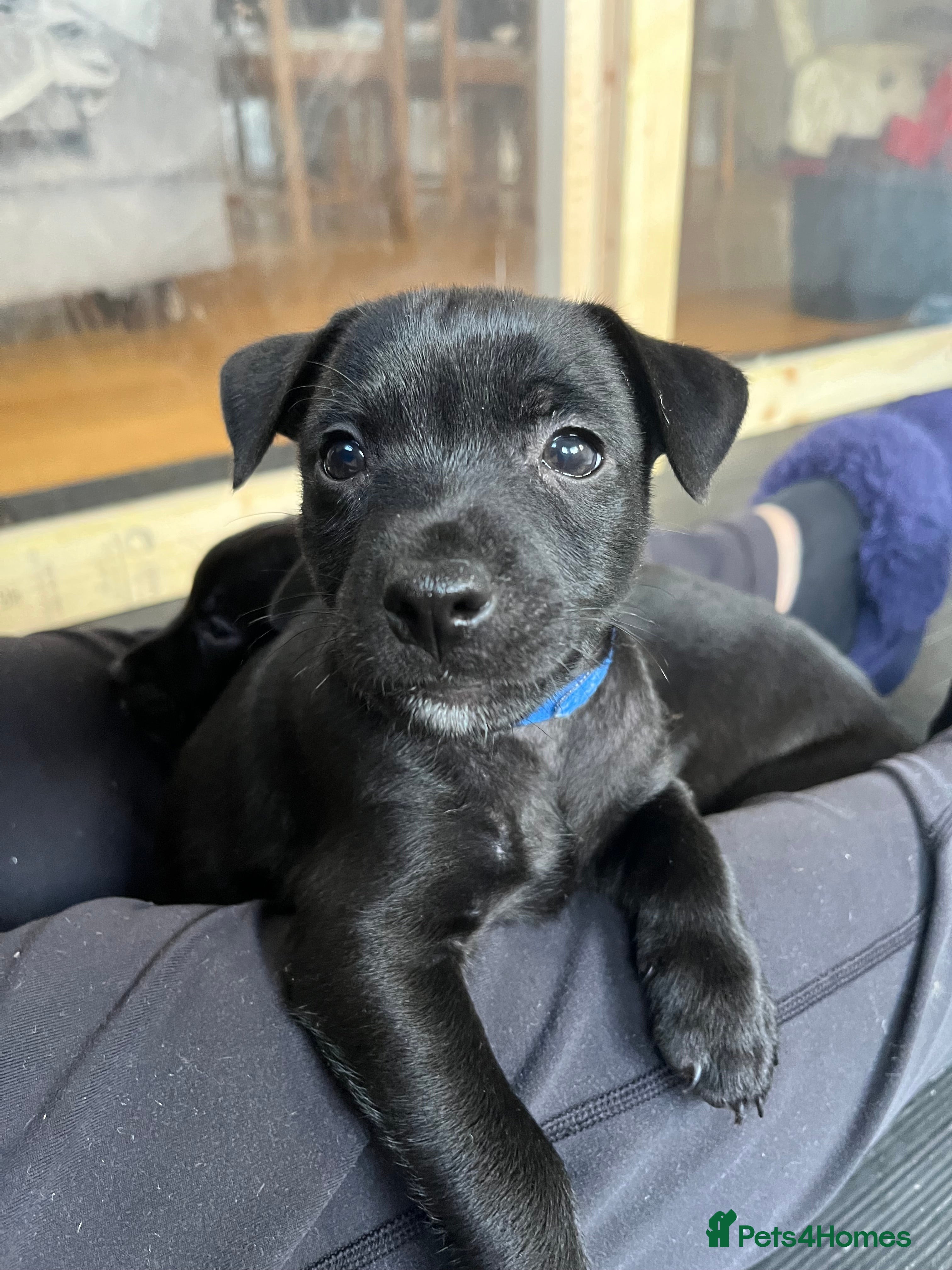 Patterdale Terrier dogs Patterdale puppy (male) for sale - Advert 2