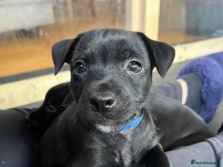 Patterdale Terrier dogs Patterdale puppy (male) for sale - Advert 1