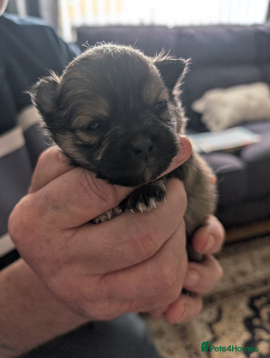 Pomeranian dogs for sale: Beautiful pups - Image 13