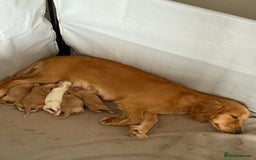 Cocker Spaniel dogs for sale: Cocker Spaniel Puppies - Image 6