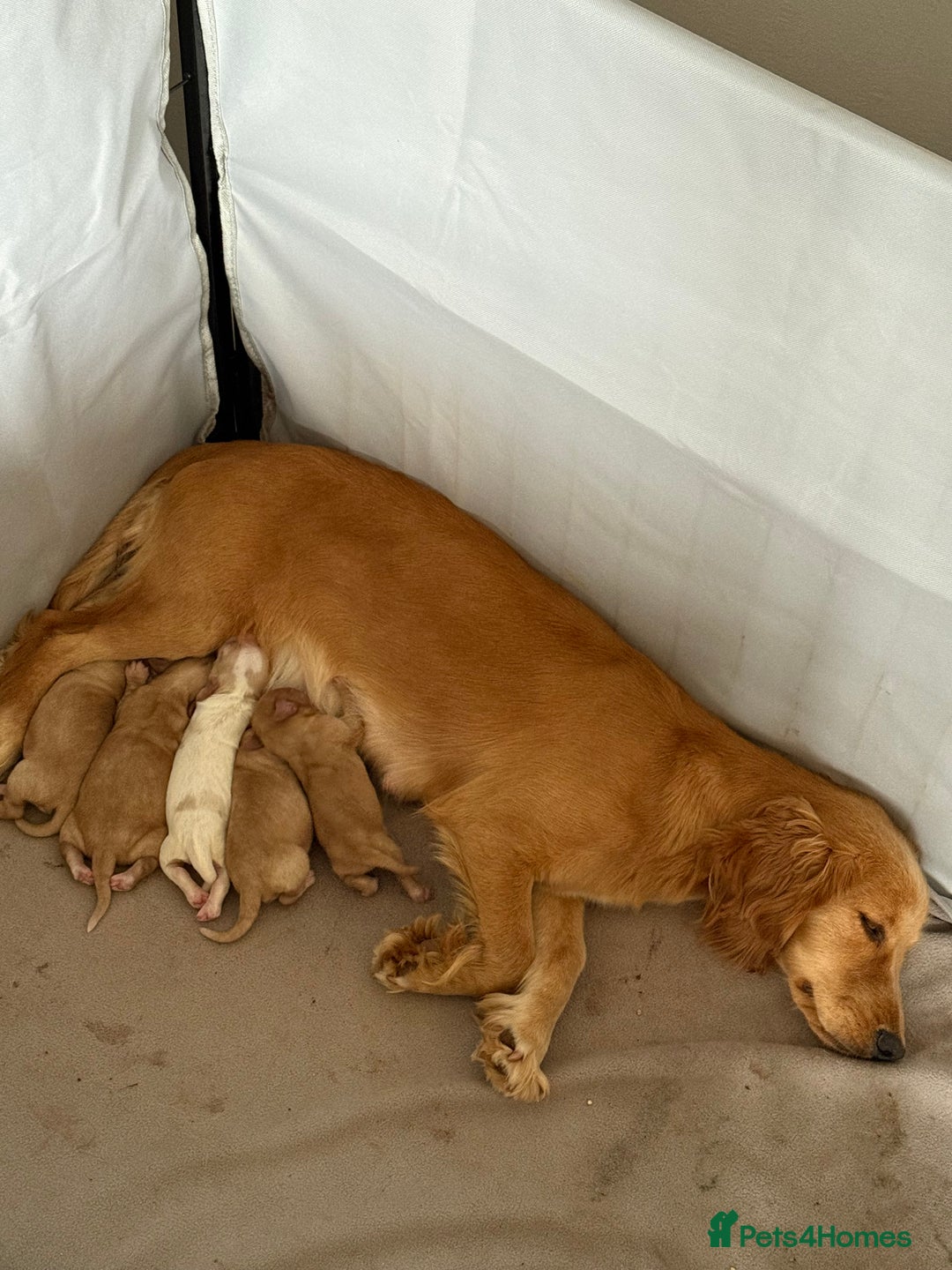 Cocker Spaniel dogs for sale: Cocker Spaniel Puppies - Image 6