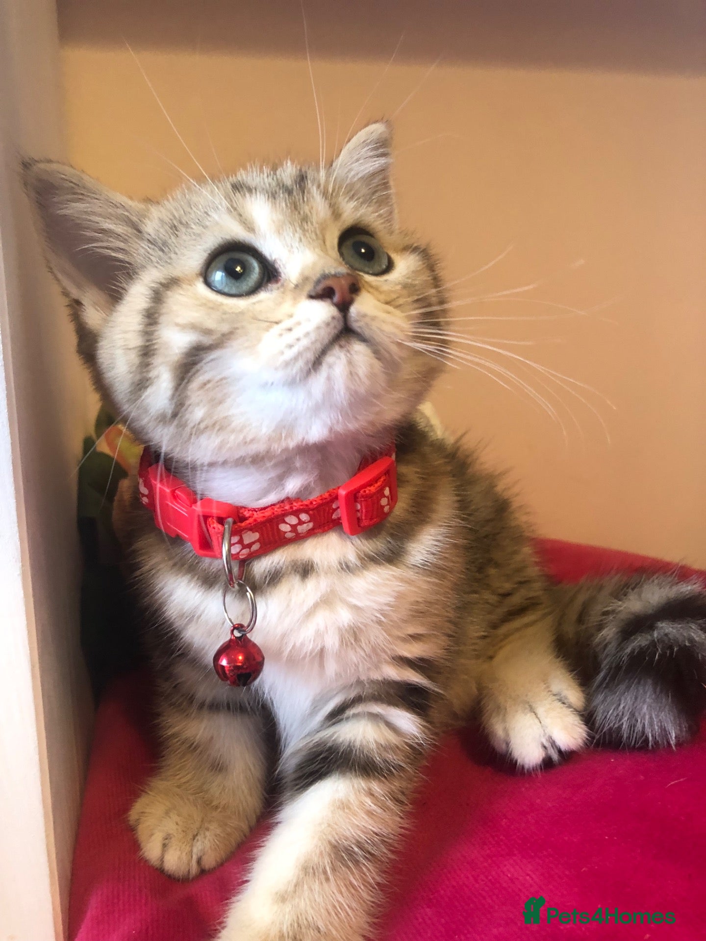 British Shorthair cats British shorthair kittens  - Advert 11
