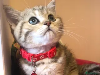 British Shorthair cats British shorthair kittens - Advert 11
