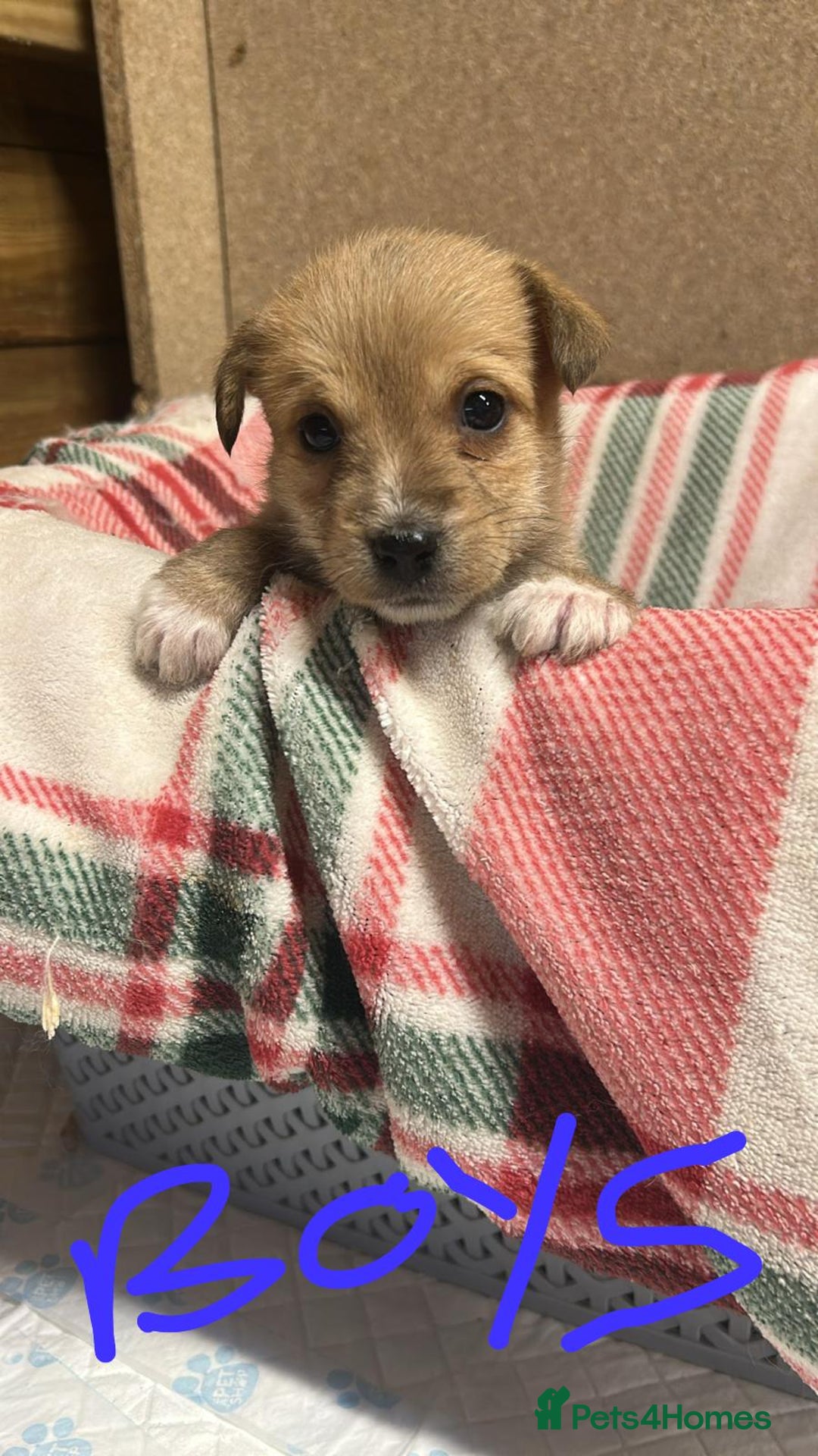 Jack Russell dogs for sale: JACK RUSSELL looking for there forever 🏠  - Advert 7