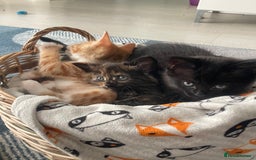 Mixed Breed cats for sale: 🐱 Gorgeous Kittens Looking for a Loving Homes 🏡 - Image 8