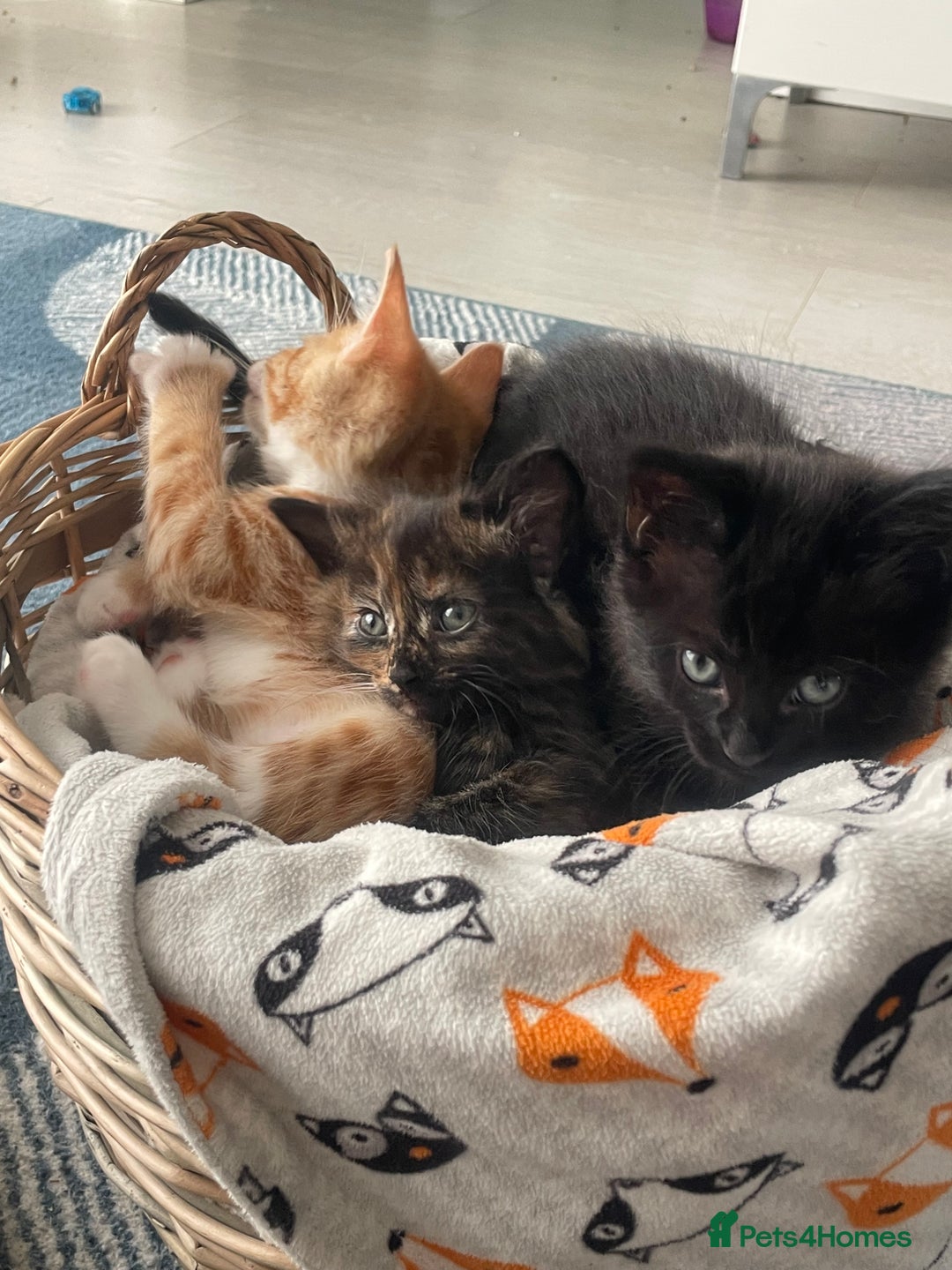 Mixed Breed cats for sale: 🐱 Gorgeous Kittens Looking for a Loving Homes 🏡 - Image 8