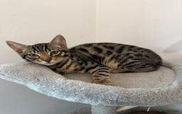 Mixed Breed cats for sale: 5 Beautiful Mixed Bengal Litter ready to go! - Image 7