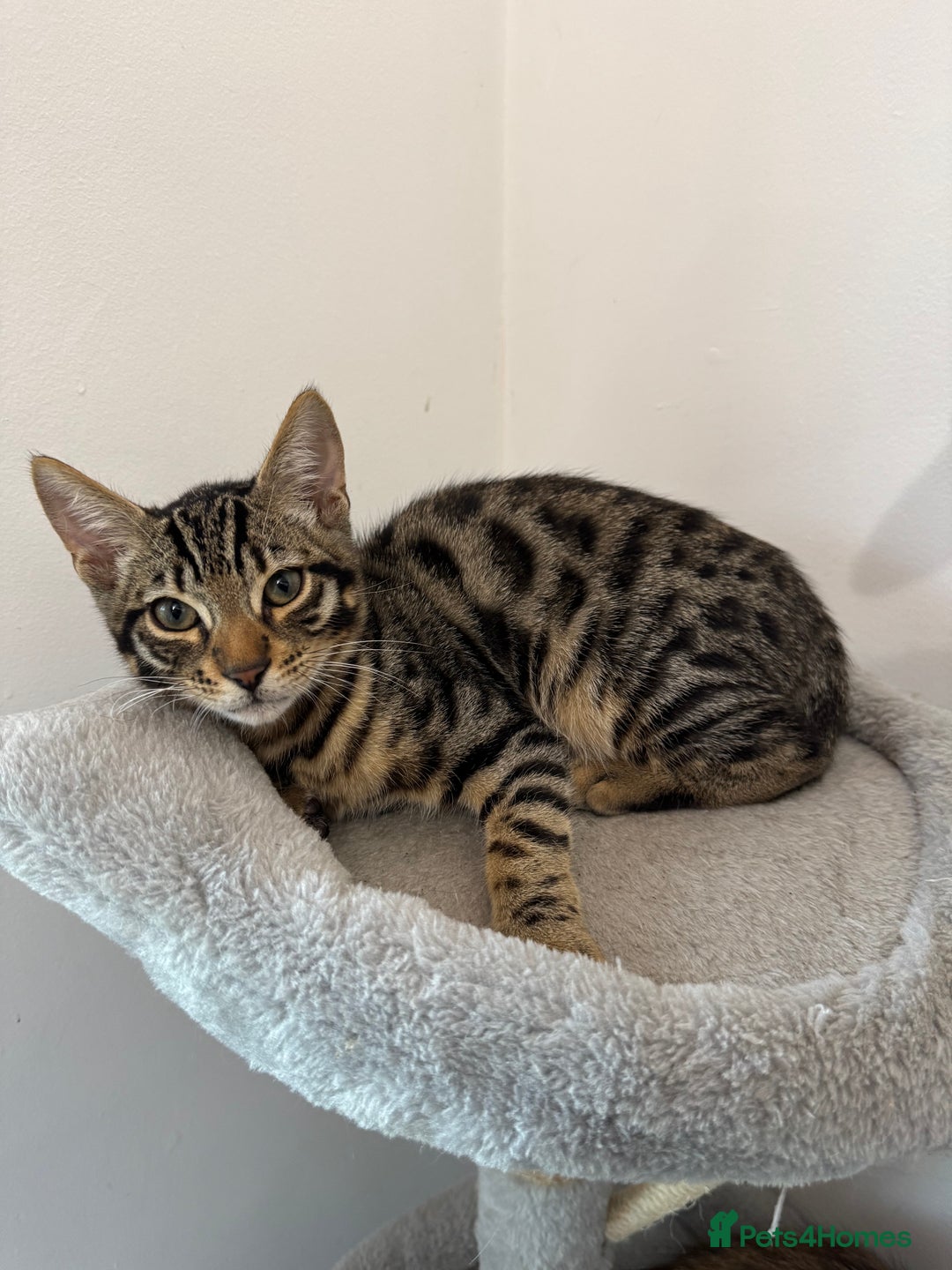Mixed Breed cats for sale: 5 Beautiful Mixed Bengal Litter ready to go! - Image 7