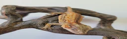 Gecko reptiles for sale: Gargoyle Gecko Stripe Red and Orange Yellow base  - Advert 4