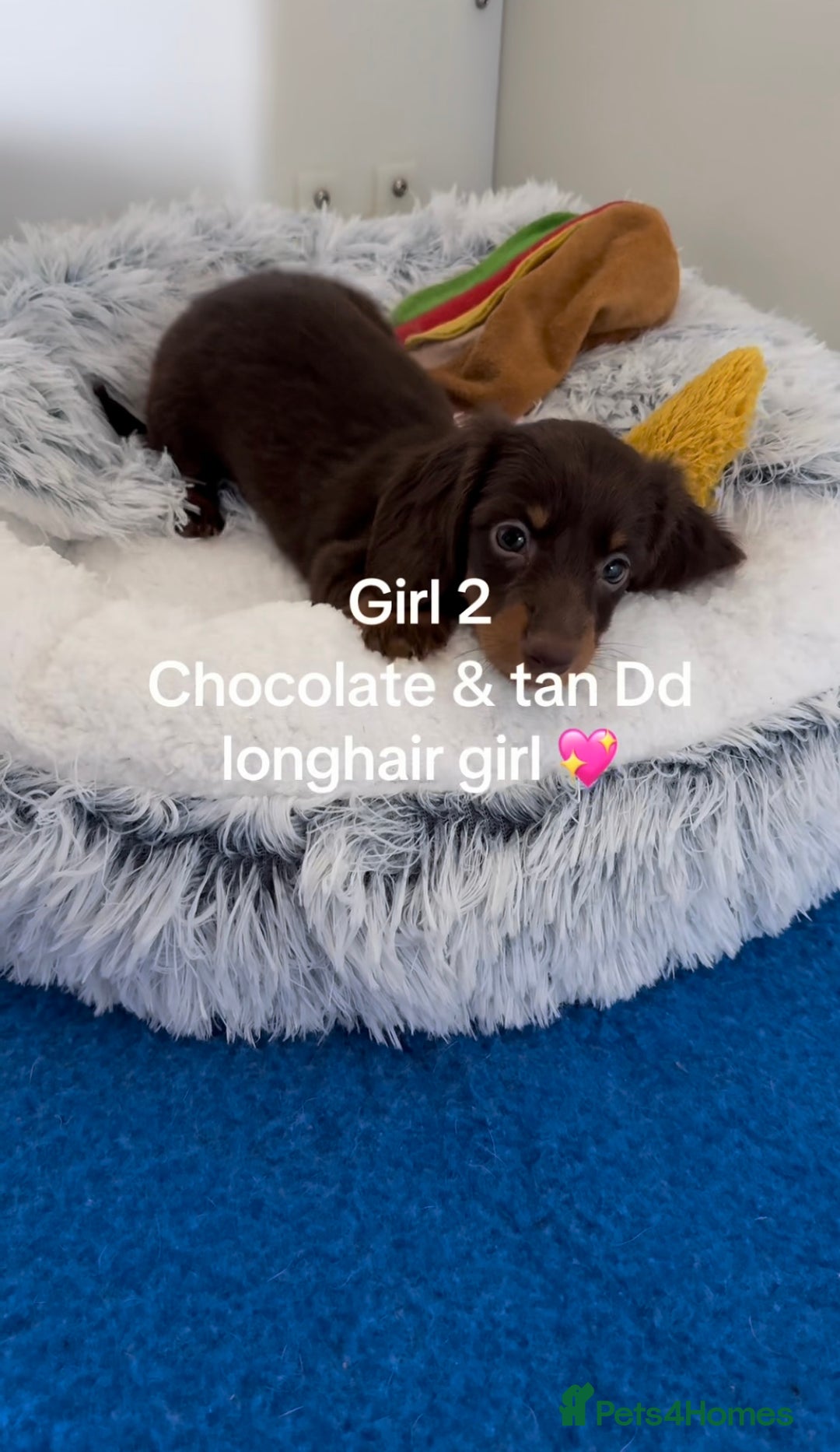 Miniature Dachshund dogs for sale: Quality miniature long hair choc & tan dapples - Image 8