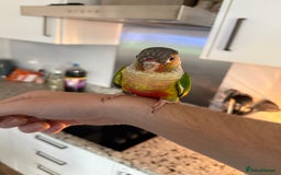 Conures birds for sale: Green cheek cross pineapple Conure  - Image 1