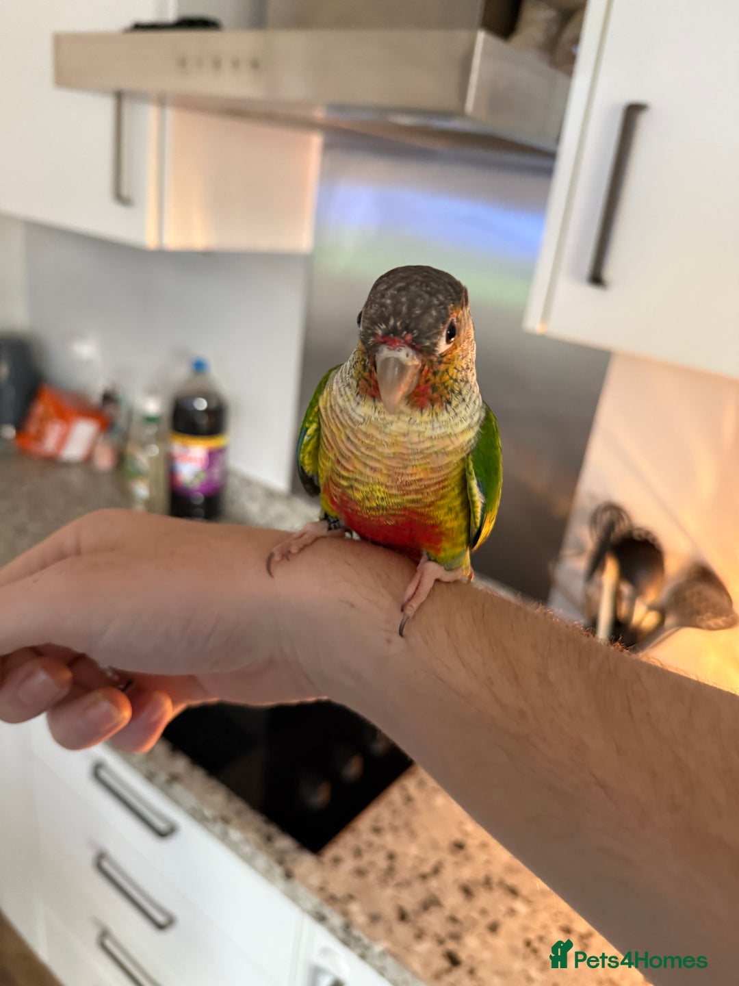 Conures birds for sale: Green cheek cross pineapple Conure  - Image 1
