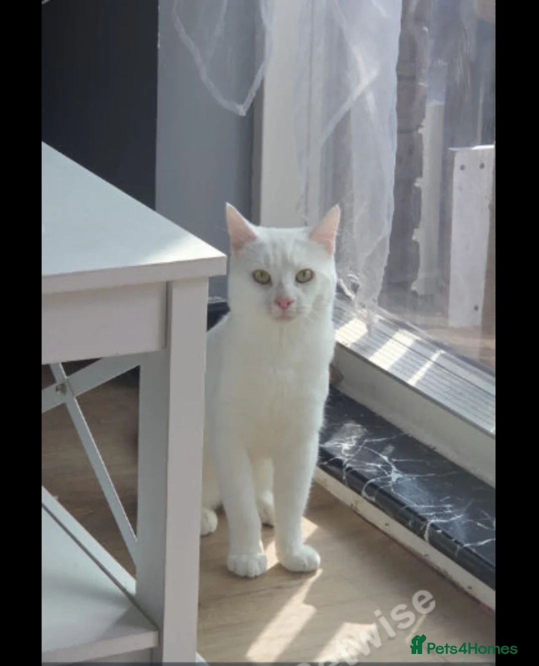 Mixed Breed cats for sale: Chanel and dior  - Advert 2