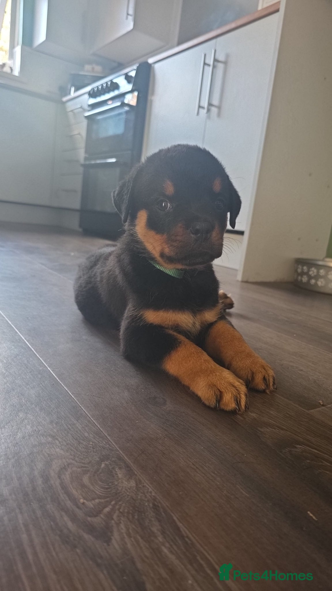 Rottweiler dogs ONE beautiful girl left  - Advert 11