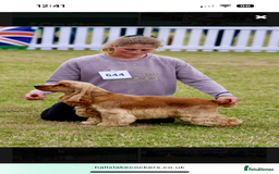Cocker Spaniel dogs for sale: ⭐️⭐️⭐️⭐️⭐️5 star licenced breeder  cockerspaniels - Image 9