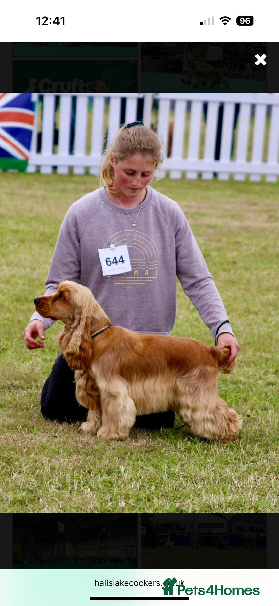 Cocker Spaniel dogs for sale: ⭐️⭐️⭐️⭐️⭐️5 star licenced breeder  cockerspaniels - Image 9
