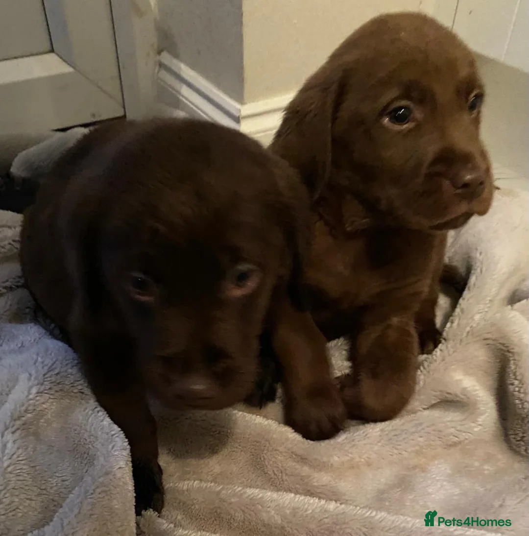 Labrador Retriever dogs for sale: Chocolate Labrador puppies in Billingshurst - Advert 7