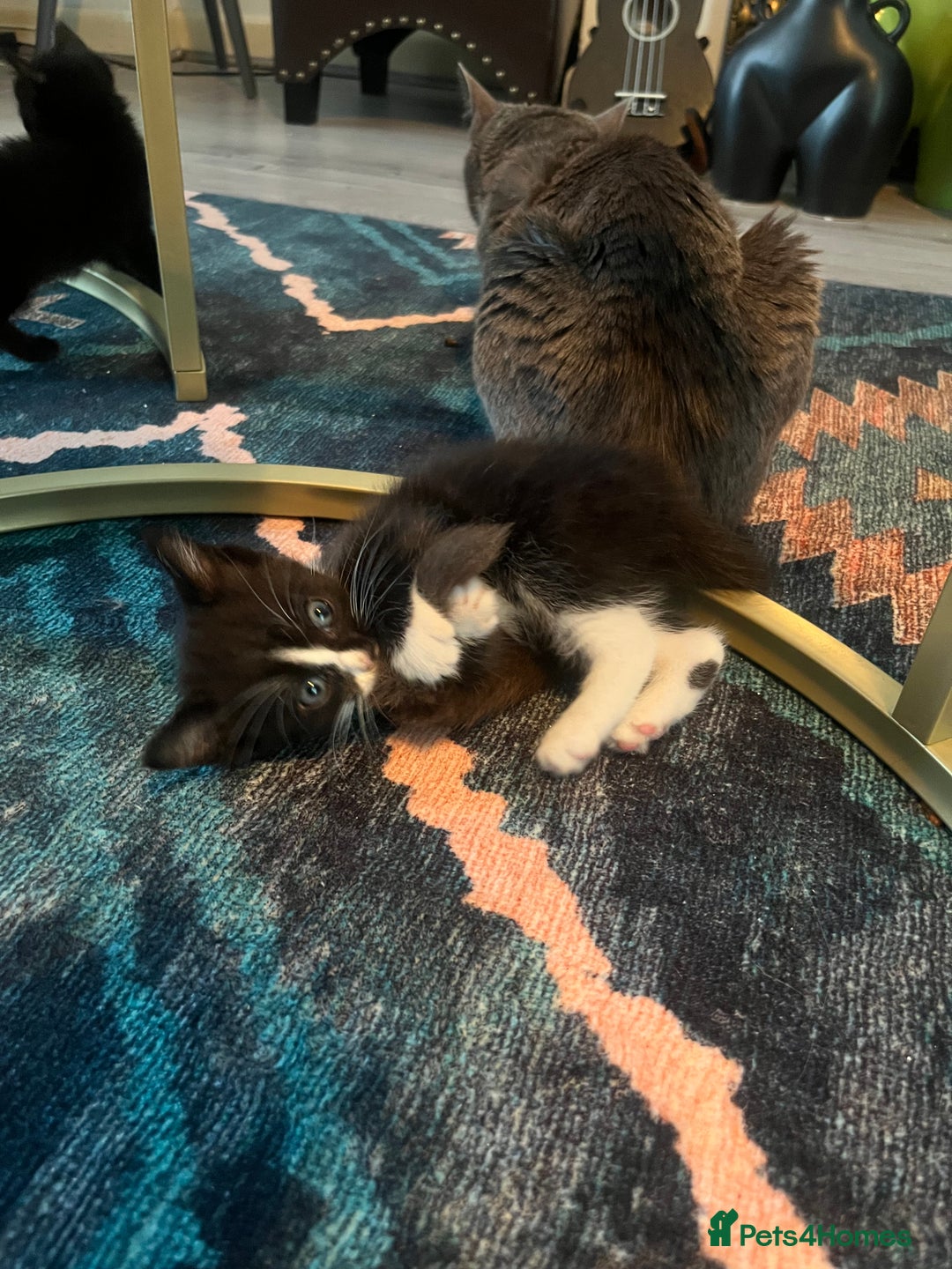 Russian Blue cats for sale: Russian blue cross kittens  - Image 3