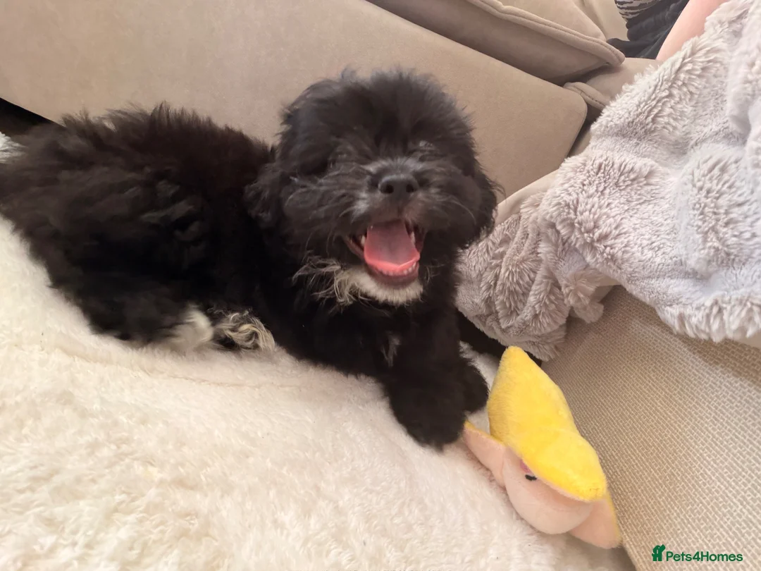 Mixed Breed dogs for sale: Gorgeous female Shih Tzu x Pomeranian  - Advert 4