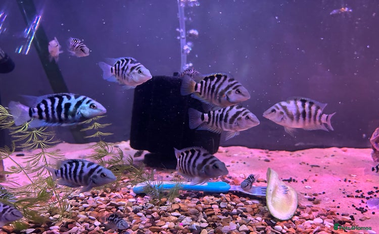Cichlids fish - Advert 3