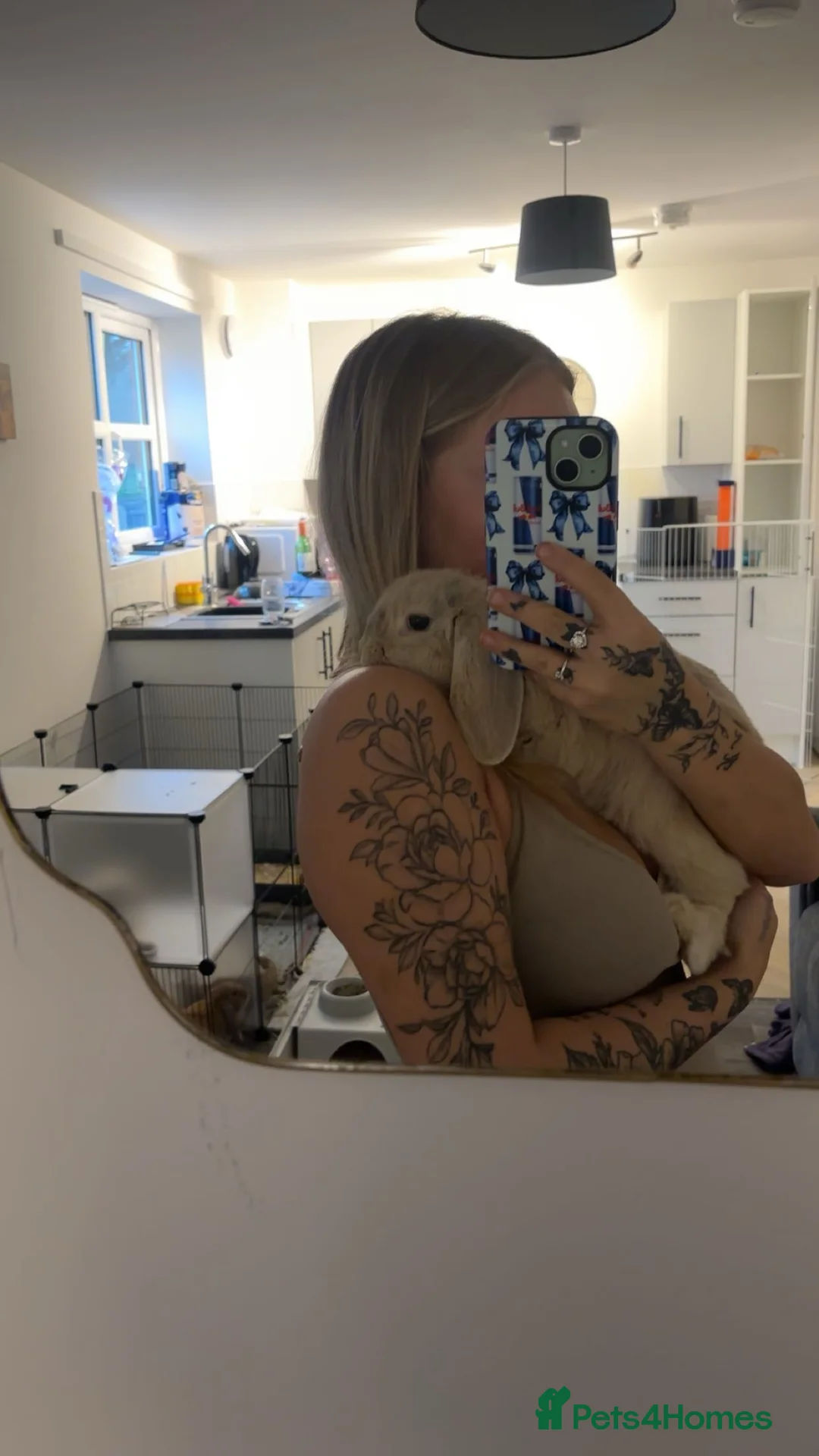 English Lop rabbits for sale: English lop female rabbit - Advert 1