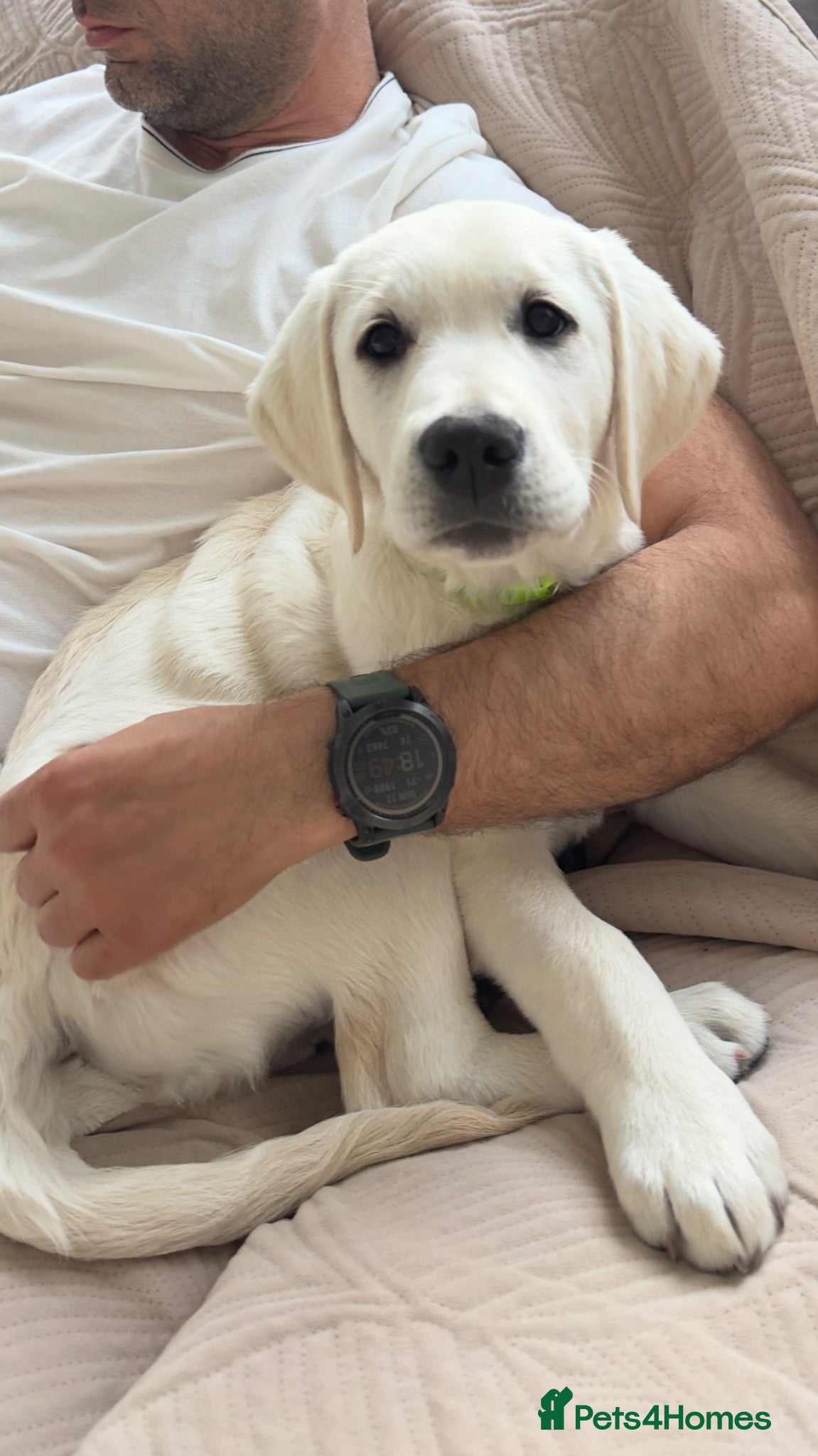 Goldador dogs Last Goldador Puppy 12wks Vaccinated Ready Now  - Advert 7