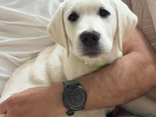 Goldador dogs Last Goldador Puppy 12wks Vaccinated Ready Now - Advert 7