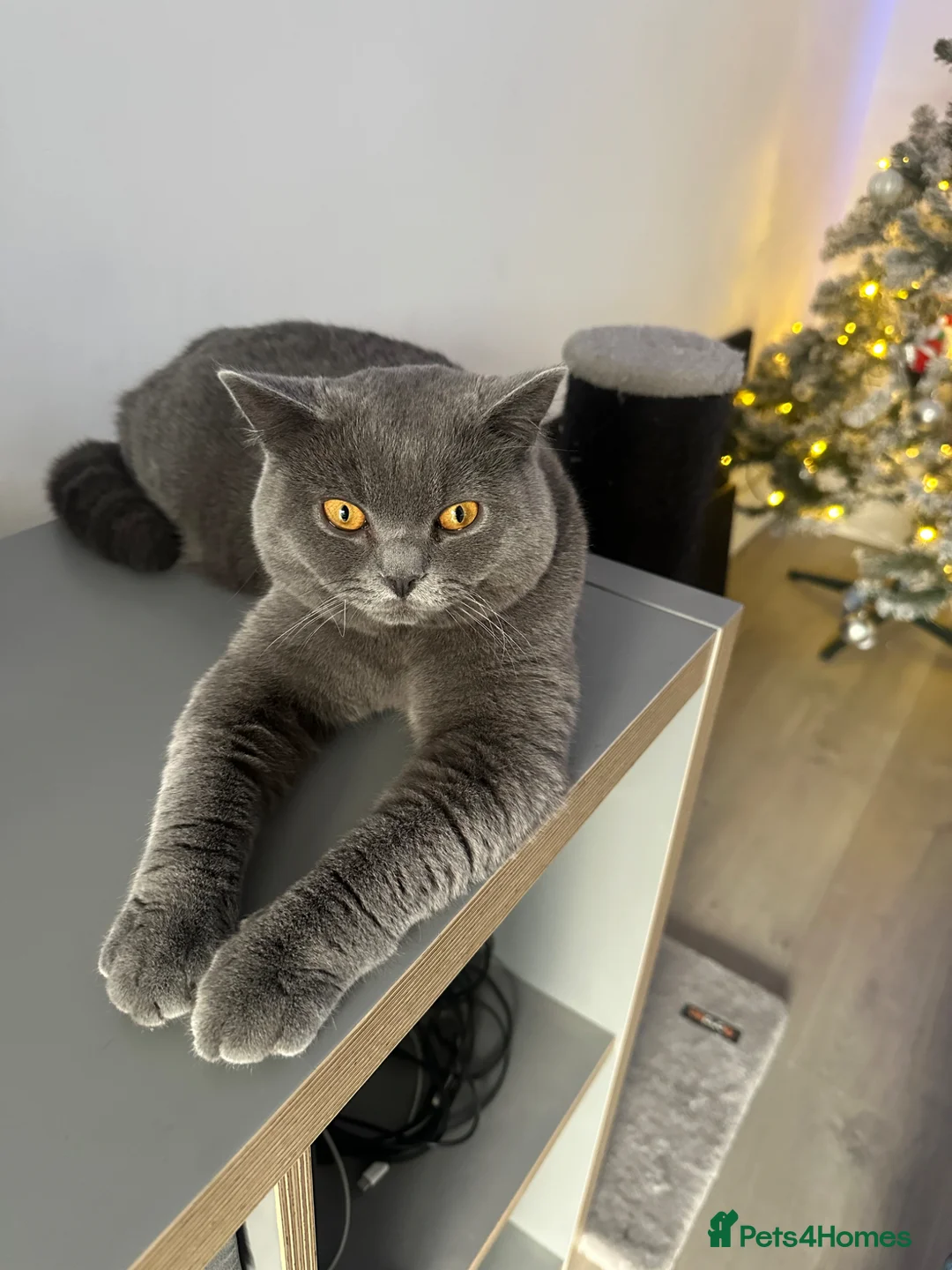 British Shorthair cats for stud: Blue British shorthair  in Altrincham - Advert 2