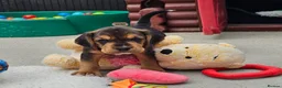 Bocker dogs for sale: Beautiful Bocker Pups - Ready 14.09.26 in Thirsk - Advert 5