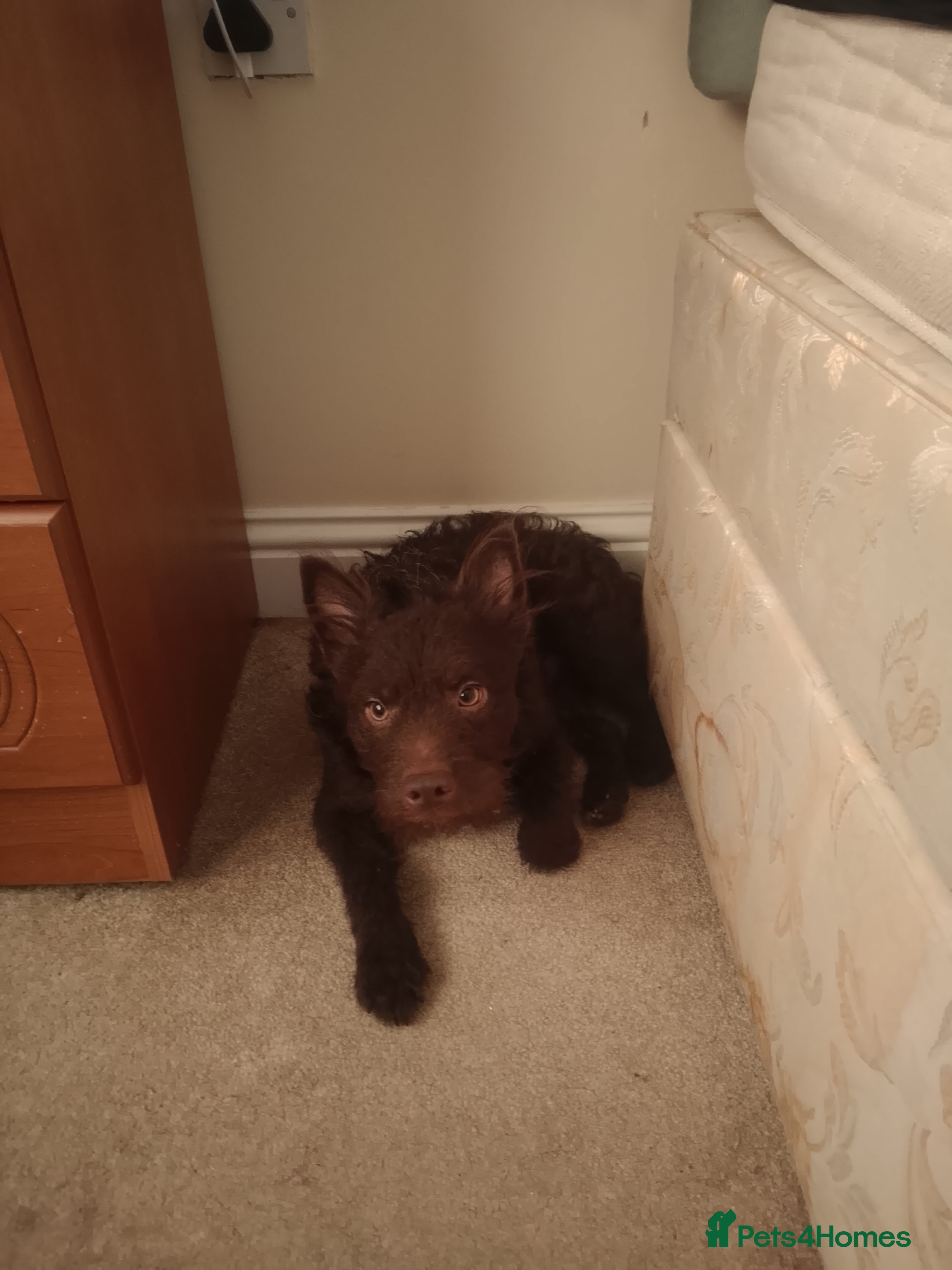 Mixed Breed dogs Terrier in need of new hom - Advert 9