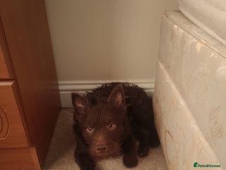 Mixed Breed dogs Terrier in need of new hom - Advert 1