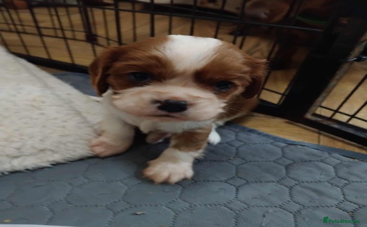 Cavalier King Charles Spaniel dogs - Advert 1