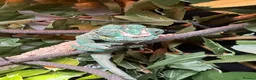 Chameleon reptiles for sale: Male nosy faly panther chameleon  - Advert 3