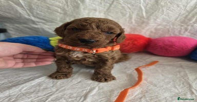 Goldendoodle dogs - Advert 5