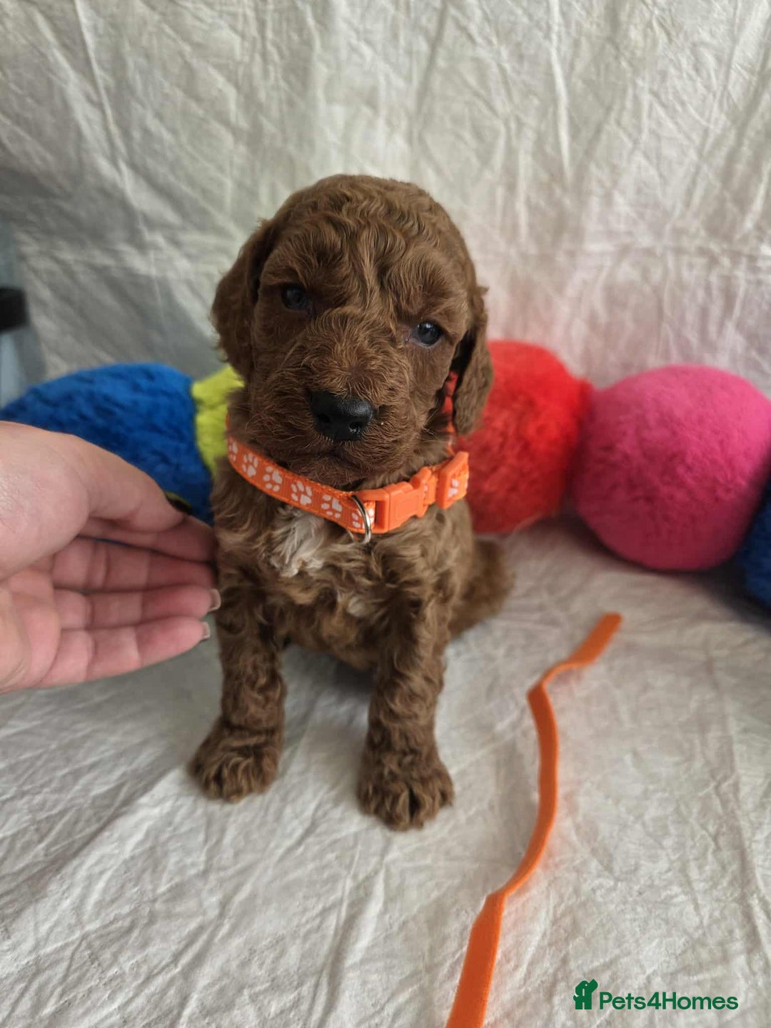 Goldendoodle dogs for sale: 👑Superb Rare Toy/Mini Deepest Red Goldendoodles👑 - Image 2