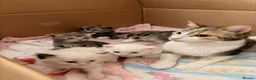 Mixed Breed cats for sale: Lovely kitten  - Advert 8